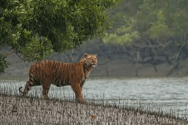 Sundarbans